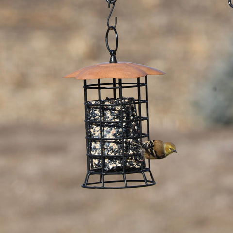 Songbird Essentials rectangular openings invite birds to feed