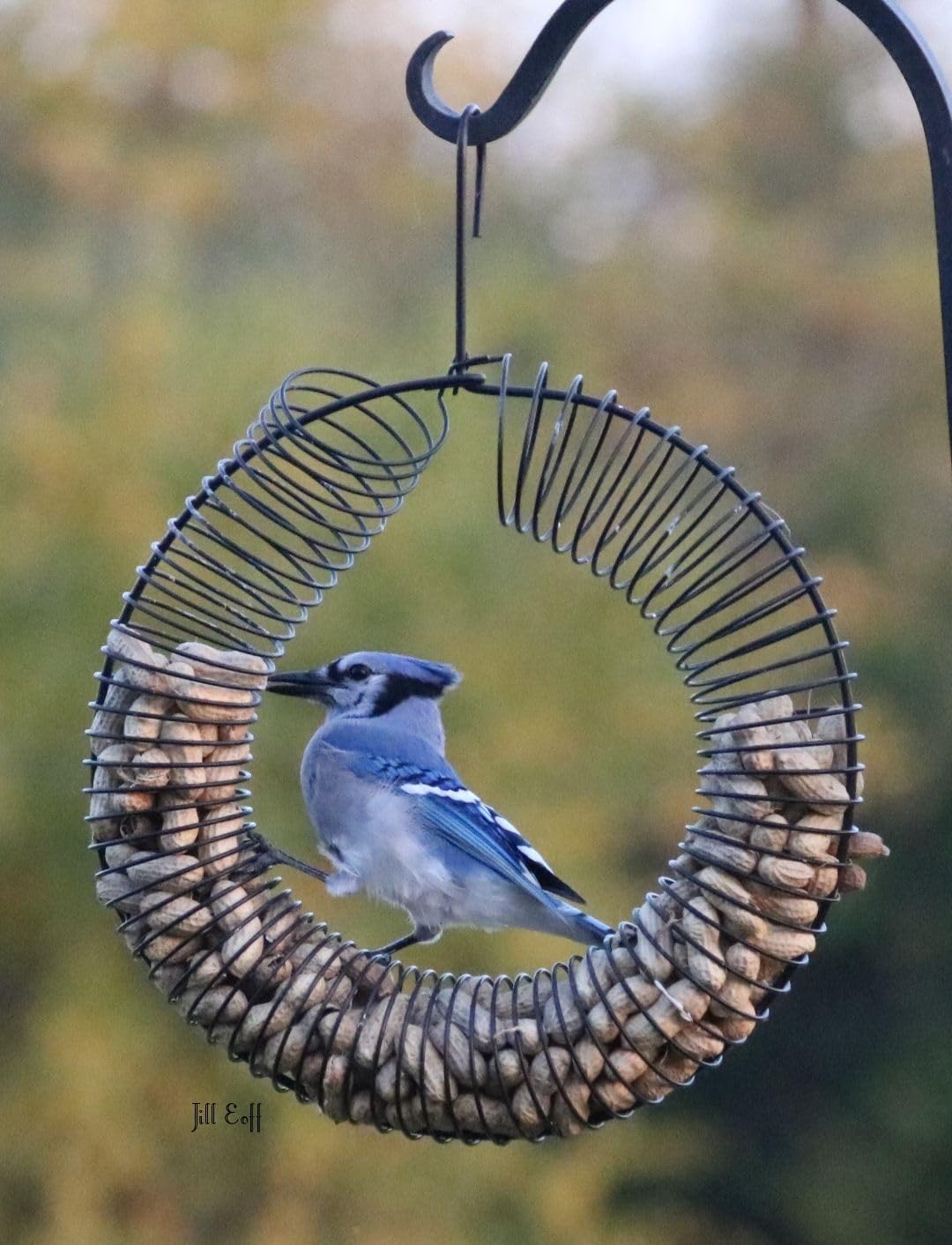 Songbird Essentials wildlife feeder allows squirrels to enjoy their own food source, reducing conflicts.
