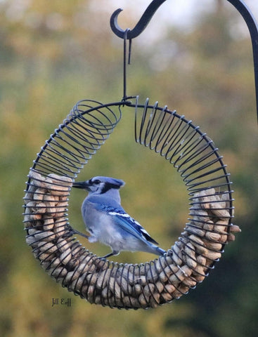 Songbird Essentials wildlife feeder allows squirrels to enjoy their own food source, reducing conflicts.