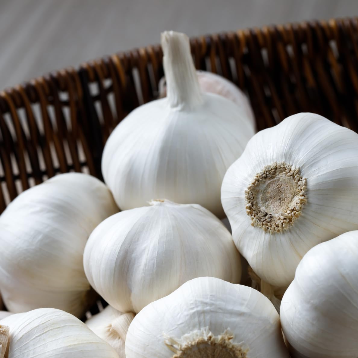 SOOLMEA Music garlic bulbs for planting shown in a garden-ready display.