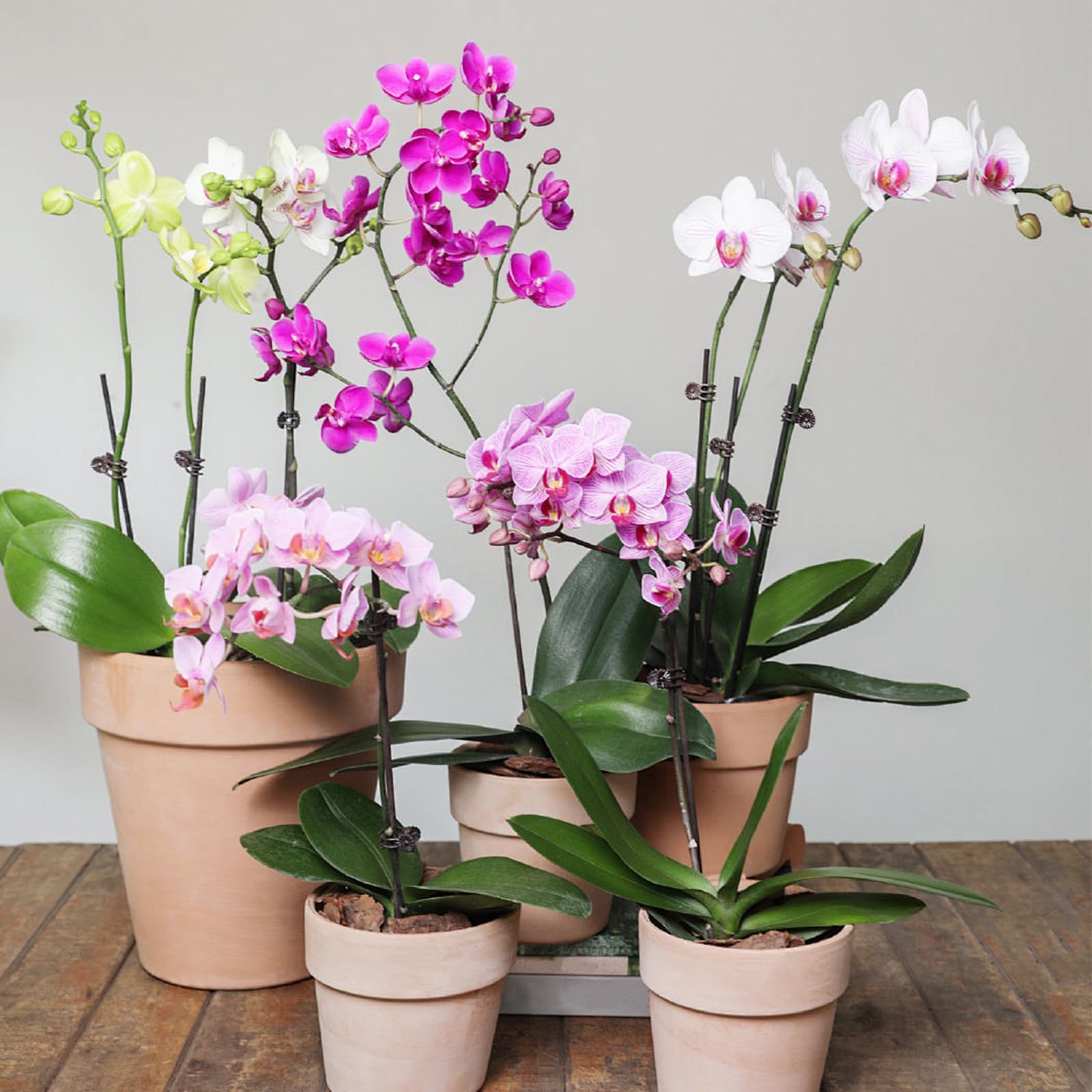Sopoloray stakes are suitable for indoor and outdoor plant care.