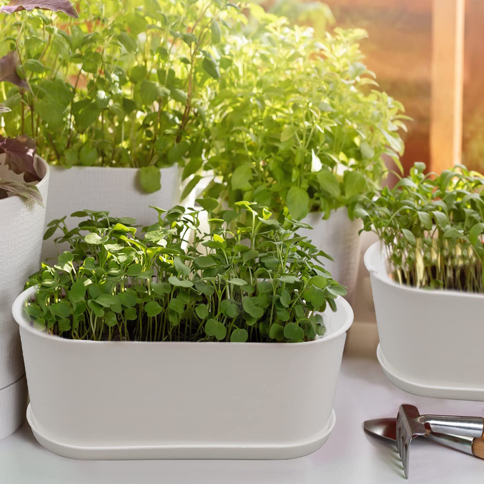 SORANGEUN herb planter idea with basil and mint for beginners.