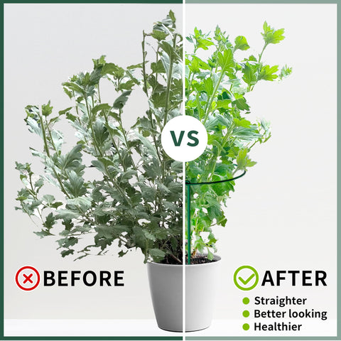 SORANGEUN plant support promotes vertical growth for tomatoes and roses.