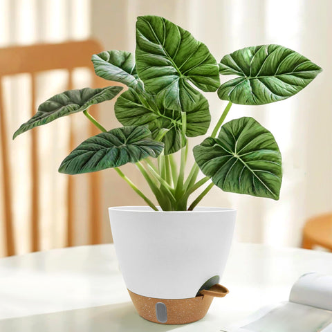 SORANGEUN self-watering pot with 14-day reservoir for travel.