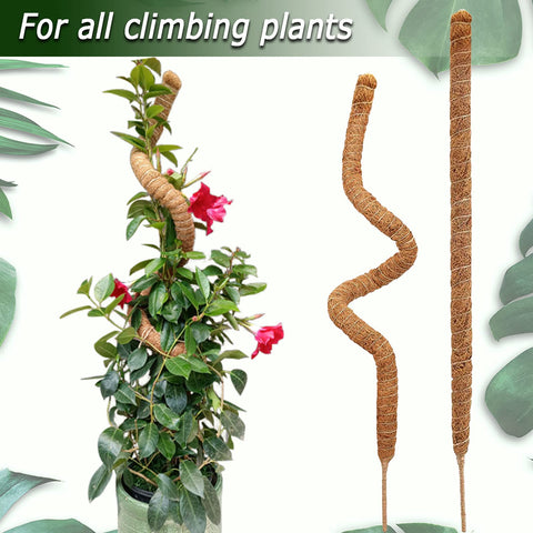 Soupiar indoor climbing plants moss pole supports vines in pots.