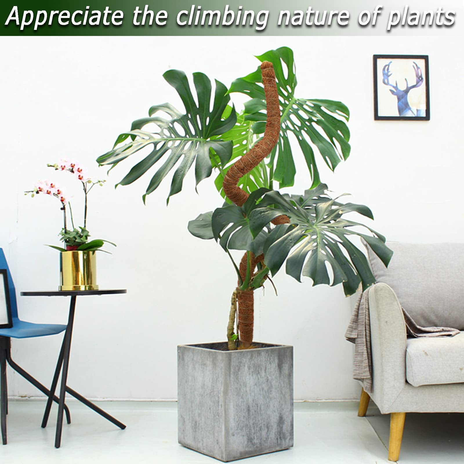 Soupiar indoor climbing trellis to encourage upright growth.
