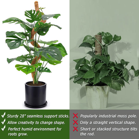 Soupiar Monstera climbing support ready for indoor use.