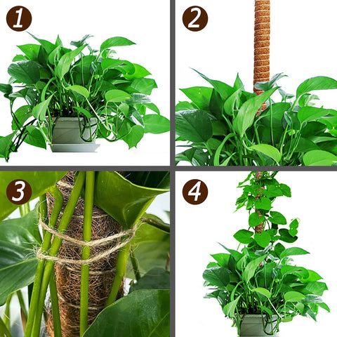 Soupiar indoor plant support boosts growth while preserving pot aesthetics.