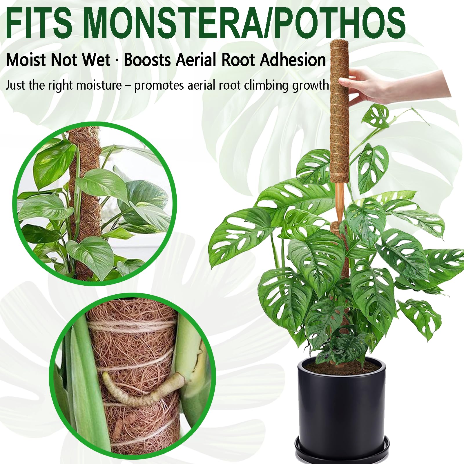 Soupiar moss pole supports Monstera and Pothos indoors.