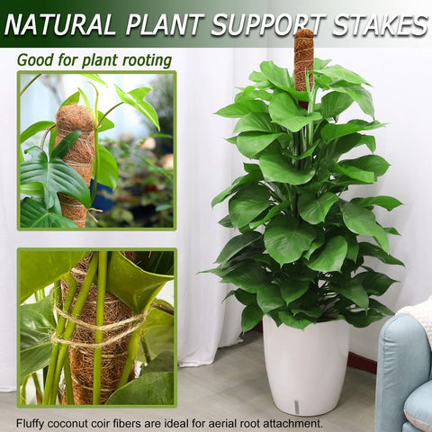Soupiar moss pole used as a two-pack option for indoor plants.