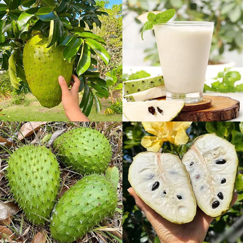 Soursop seed for planting pack, ready for warm germination to grow tropical fruit.