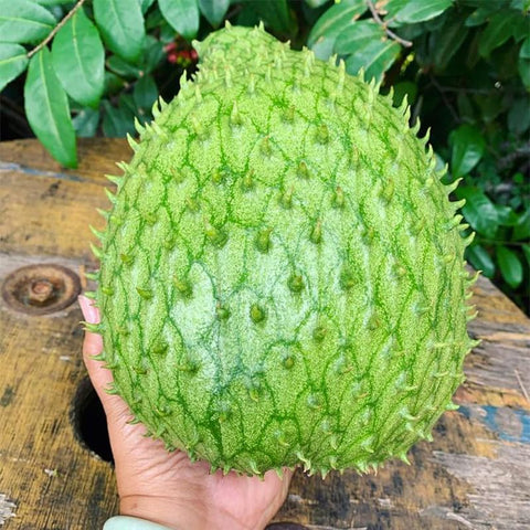 Soursop seedling germination setup demonstrates indoor start for healthy growth.