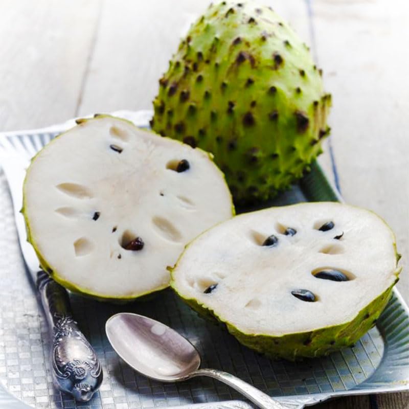 Soursop tree ornamental foliage adds tropical interest and shade to your garden.