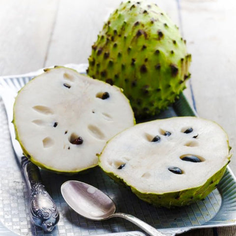 Soursop tree ornamental foliage adds tropical interest and shade to your garden.