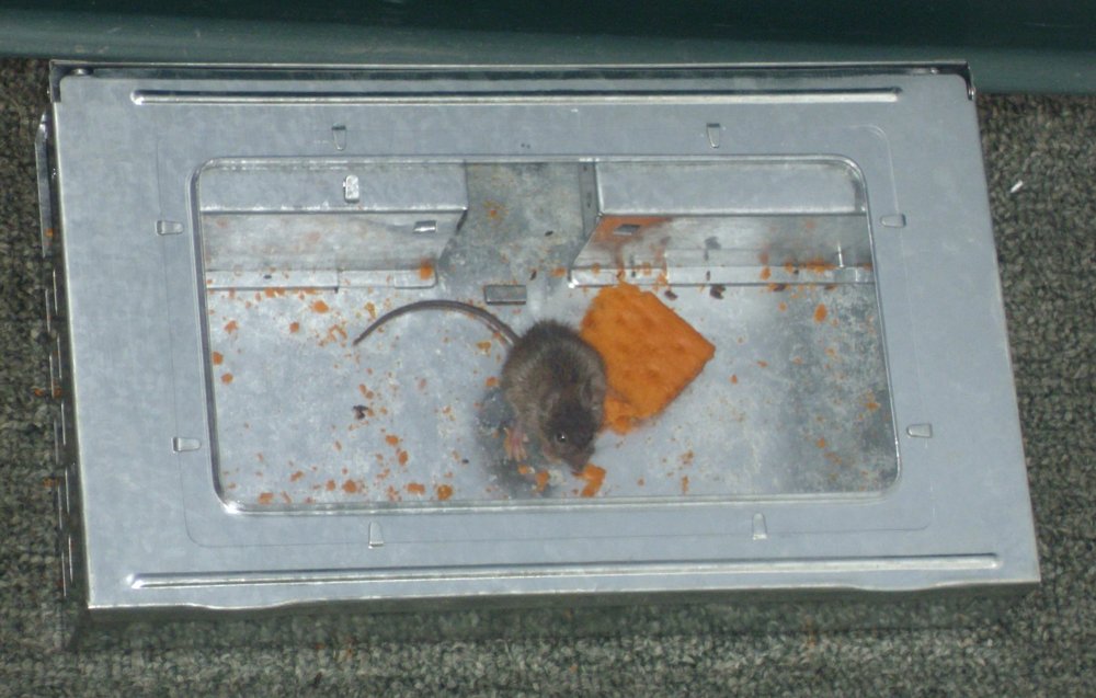 Southern Homewares reusable humane trap ideal for indoor and outdoor rodent control.