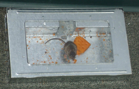 Southern Homewares reusable humane trap ideal for indoor and outdoor rodent control.