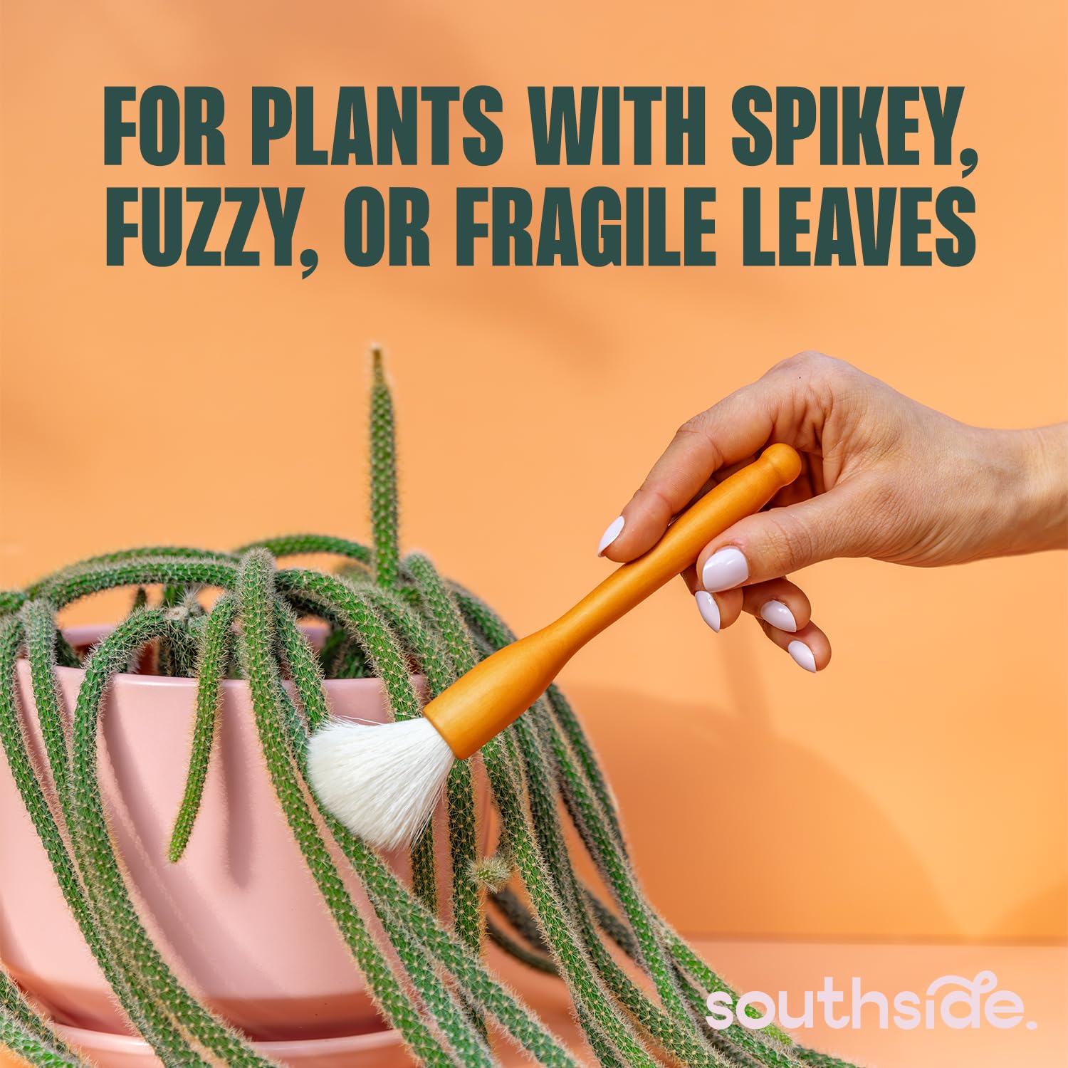 Southside Plants cactus brush 3-2inch wide, perfect for tight spots on succulents.