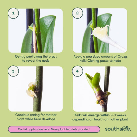 Southside Plants Keiki Paste lanolin base helps stay in place during watering.