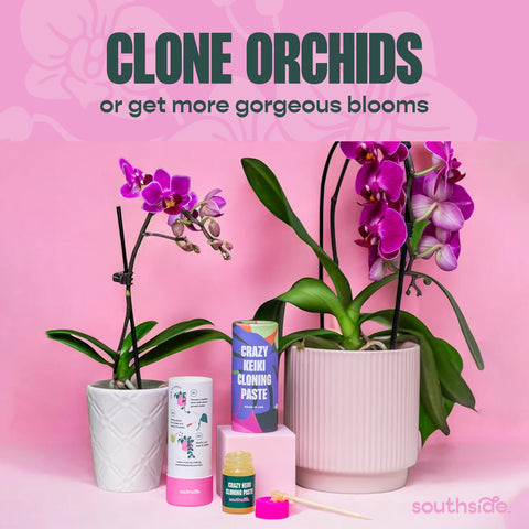 Southside Plants Keiki Paste on orchid node supports new growth and blooming potential.