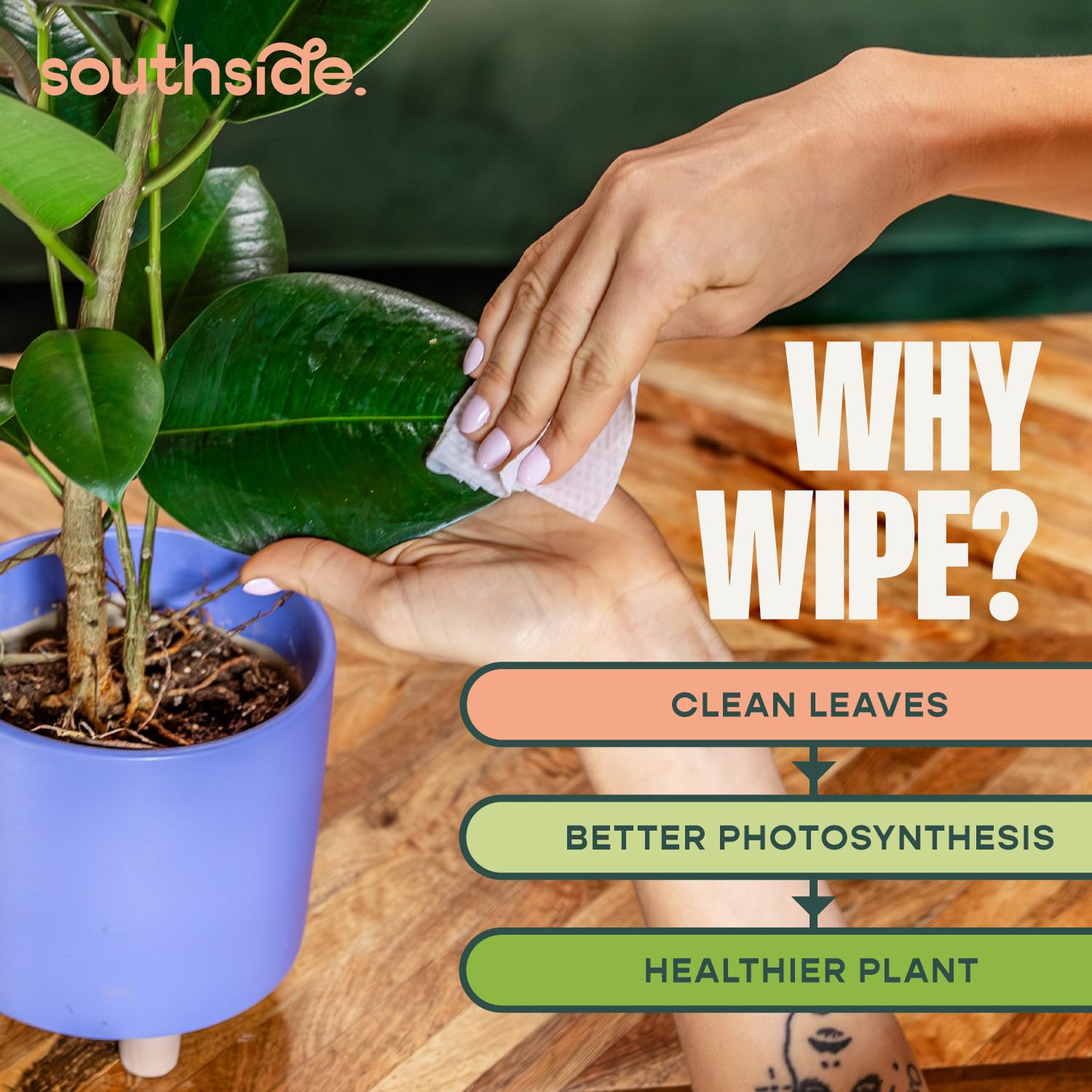 Southside Plants leaf wipe in use cleans dust for healthier photosynthesis.