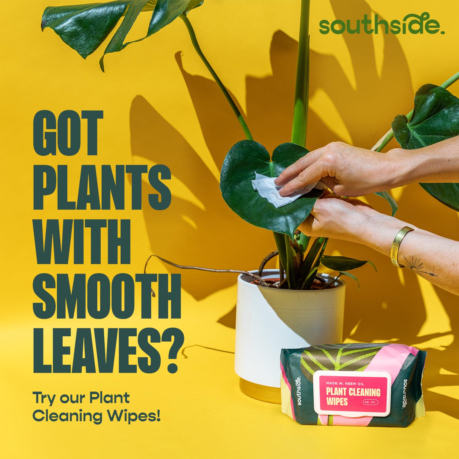 Southside Plants pack of two brushes keeps cactus and succulent cleaning handy.