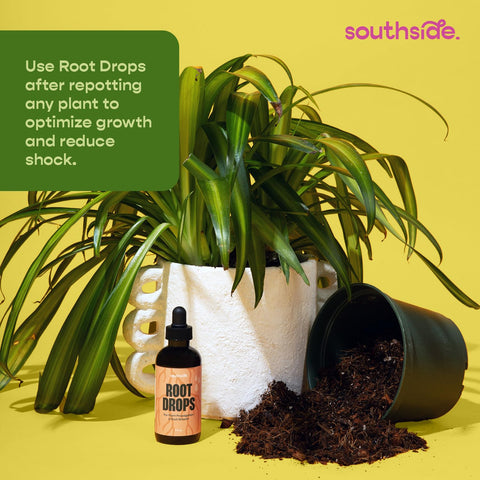 Root Drops used with leca propagation for versatile substrate compatibility