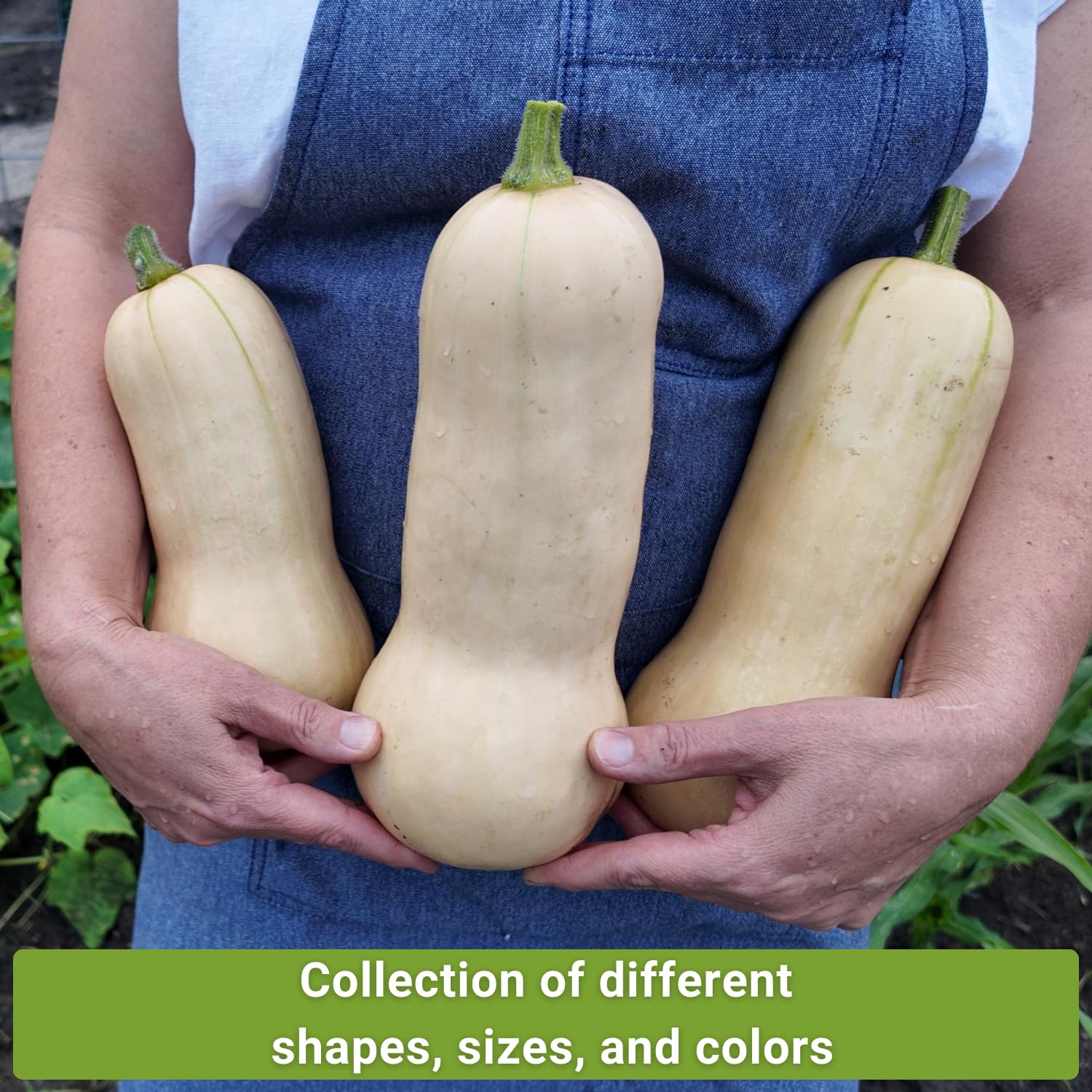 Sow Right Seeds Acorn Table Queen squash fruit harvest close-up ideal for autumn meals