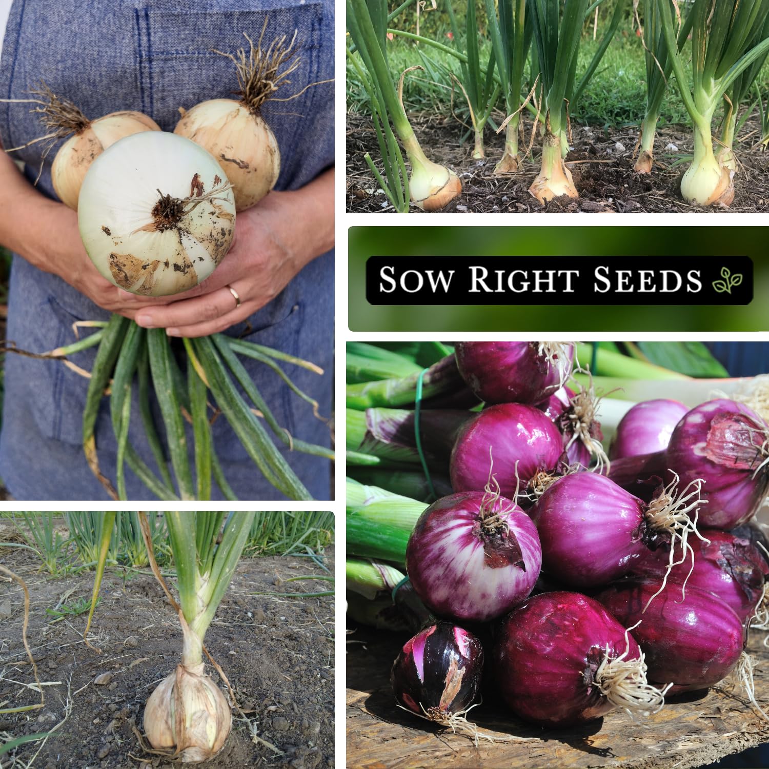 Sow Right Seeds Ailsa Craig onion seeds packet for classic garden onions
