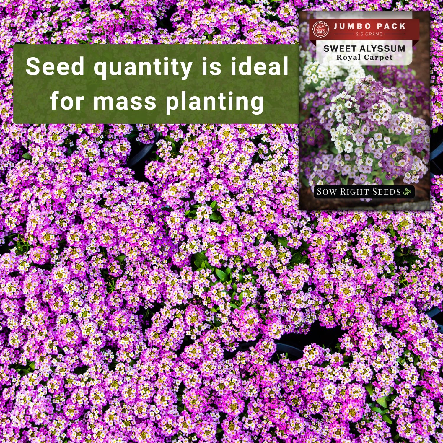 Sow Right Seeds depth guideline photo demonstrates 1/16 inch planting.