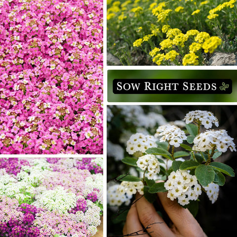Alyssum ground-cover carpets a bed with tiny colorful blooms.