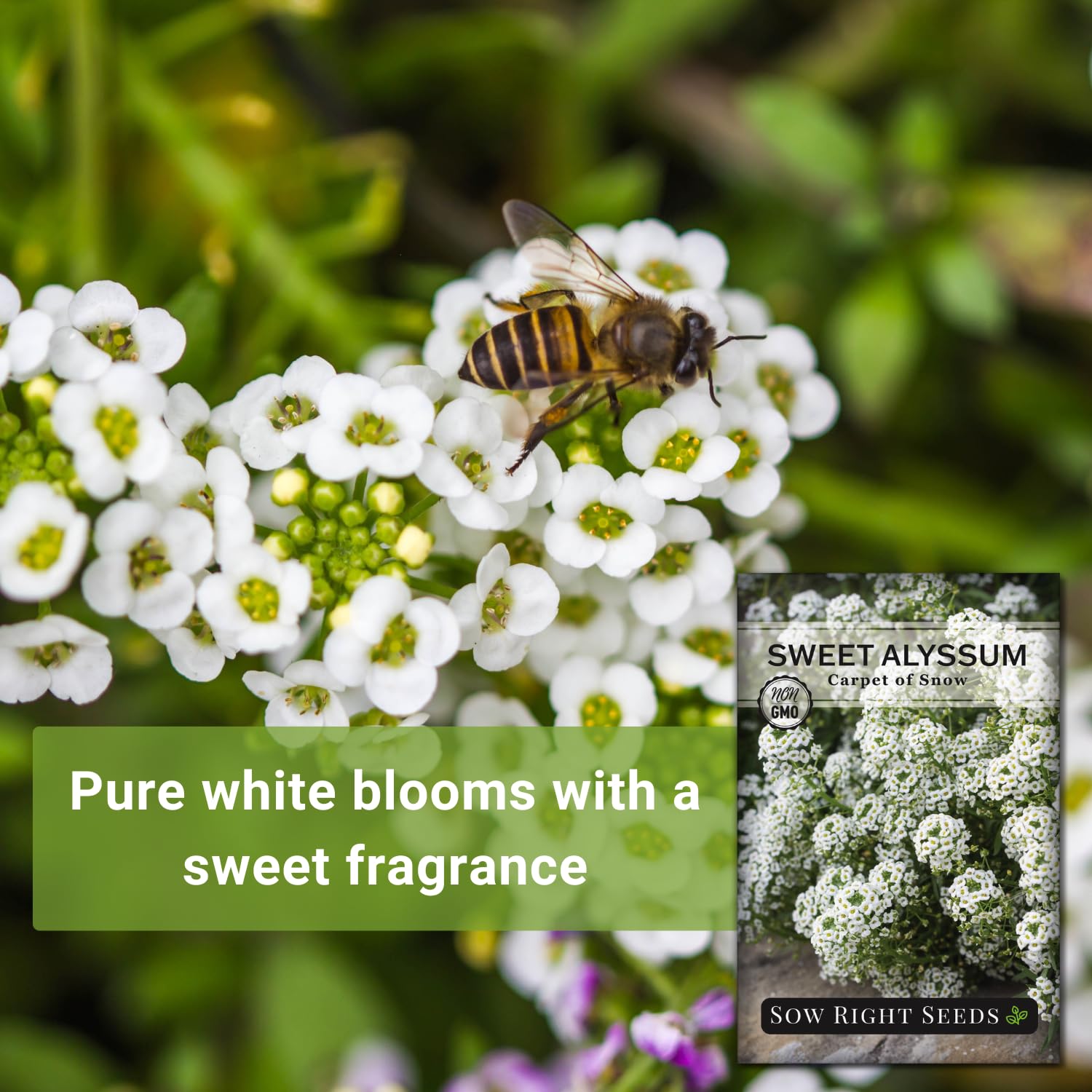 Sow Right Seeds alyssum groundcover filling a garden bed.