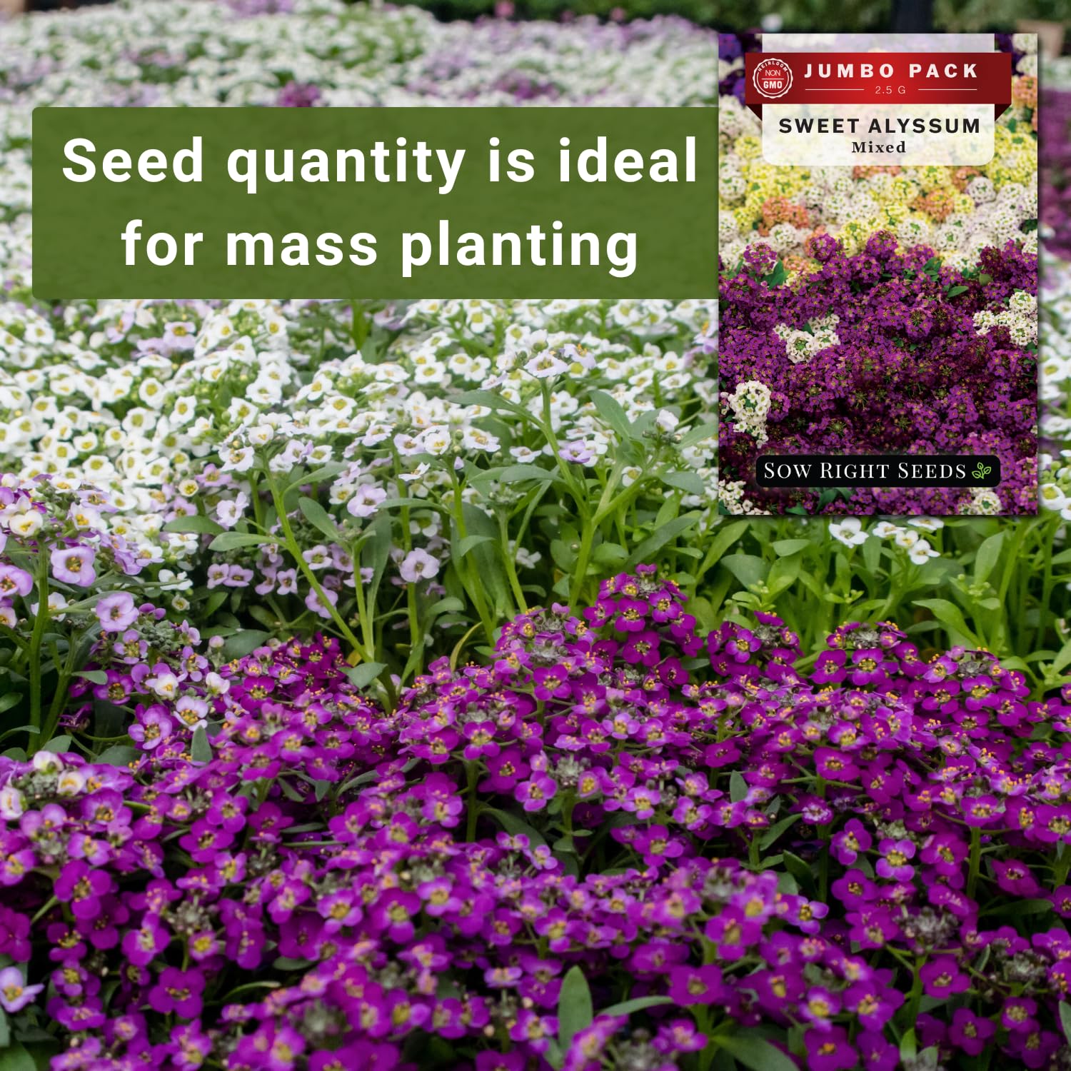 Alyssum mix blossoms in pink, white, purple, and yellow for colorful garden display.
