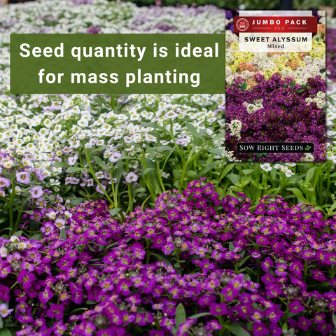Alyssum mix blossoms in pink, white, purple, and yellow for colorful garden display.