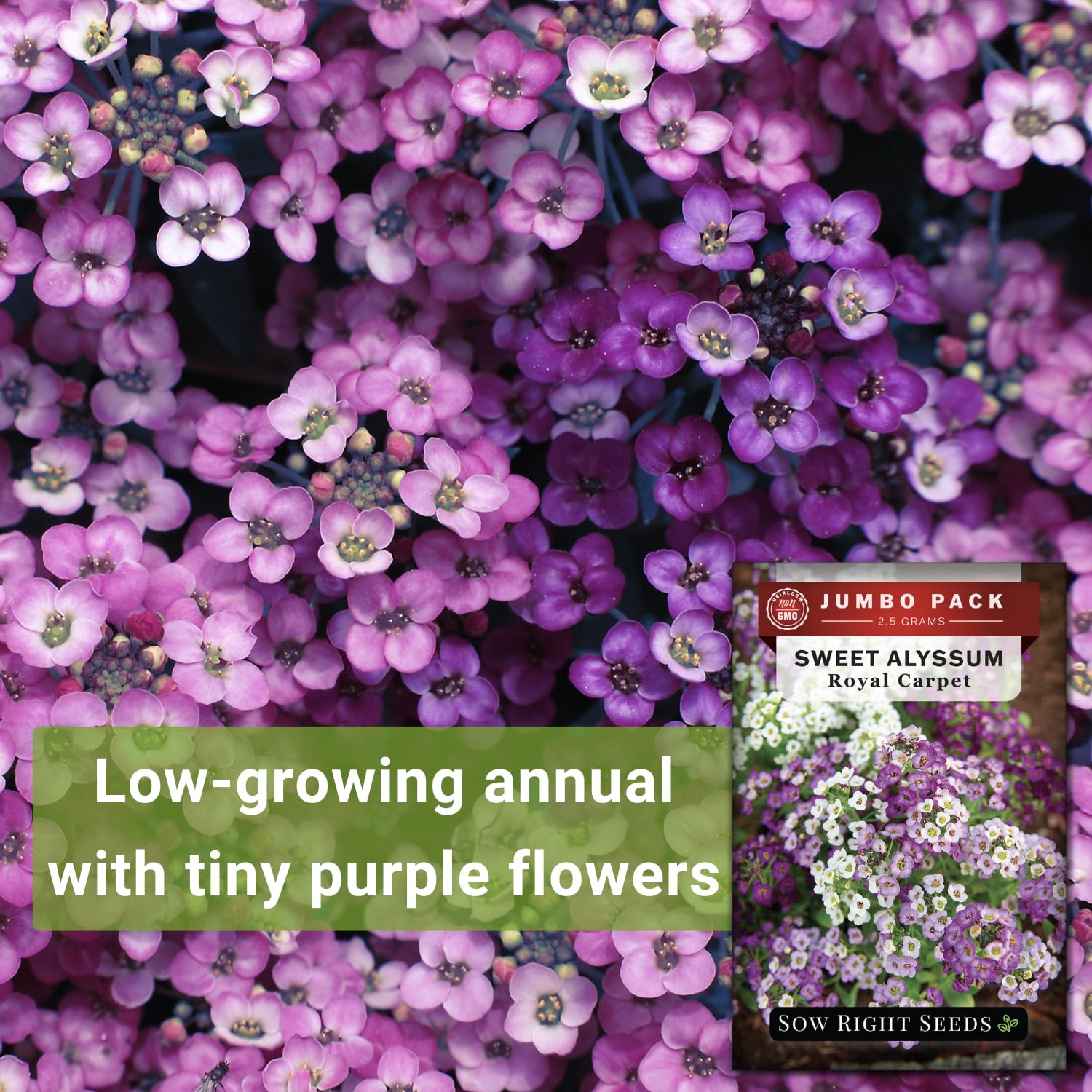 Sow Right Seeds pollinator blooms attract bees and butterflies for pollinator-friendly gardens.