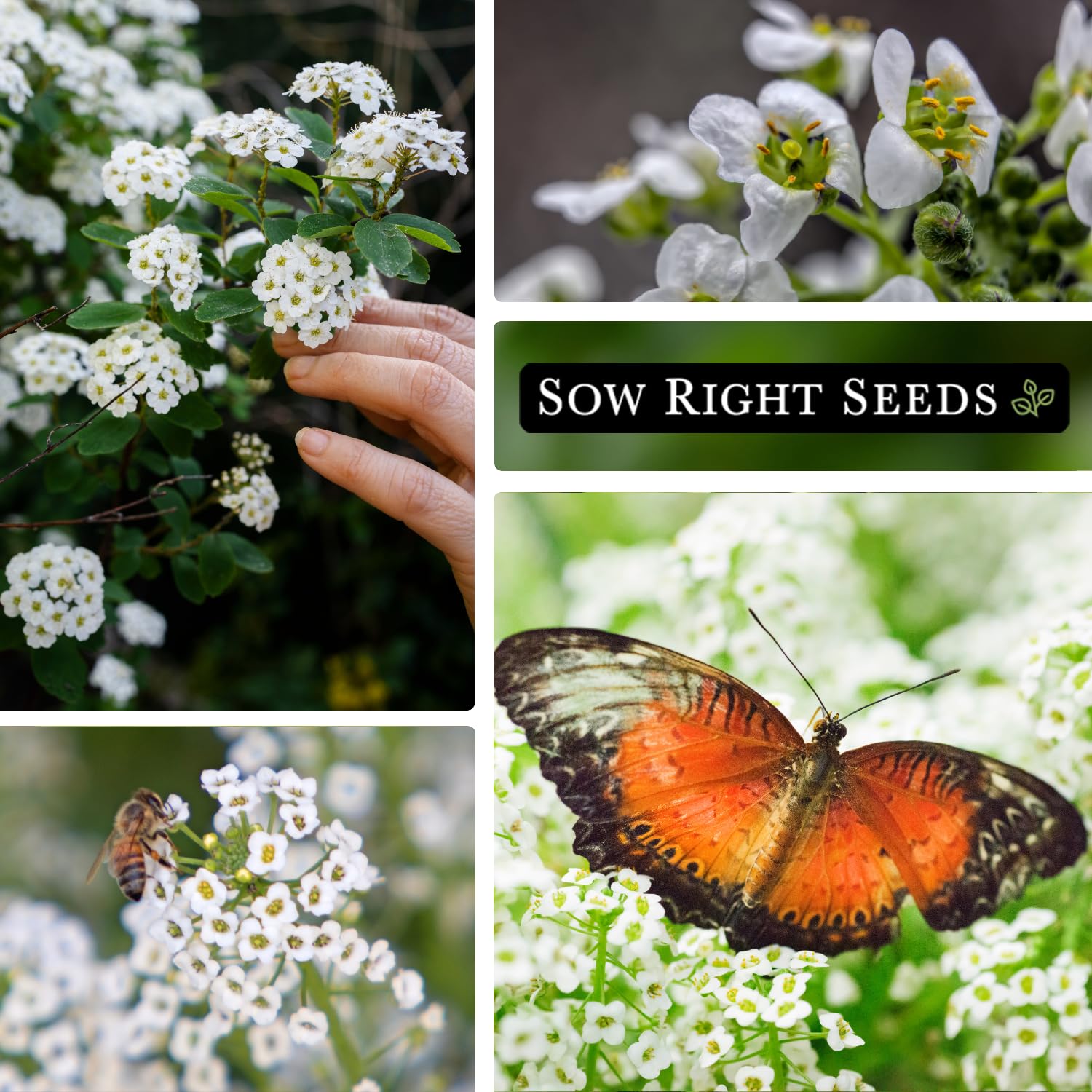 Sow Right Seeds alyssum in a pollinator-friendly garden with butterflies.