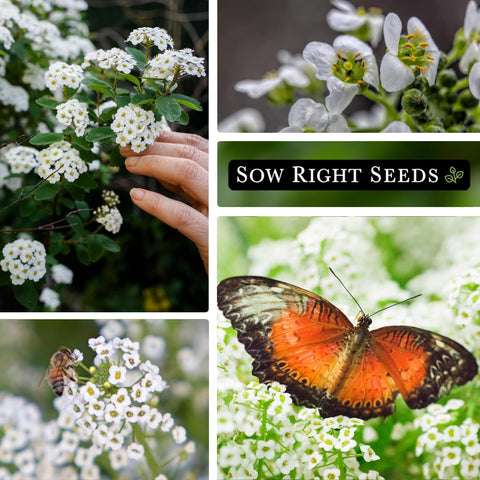 Sow Right Seeds alyssum in a pollinator-friendly garden with butterflies.