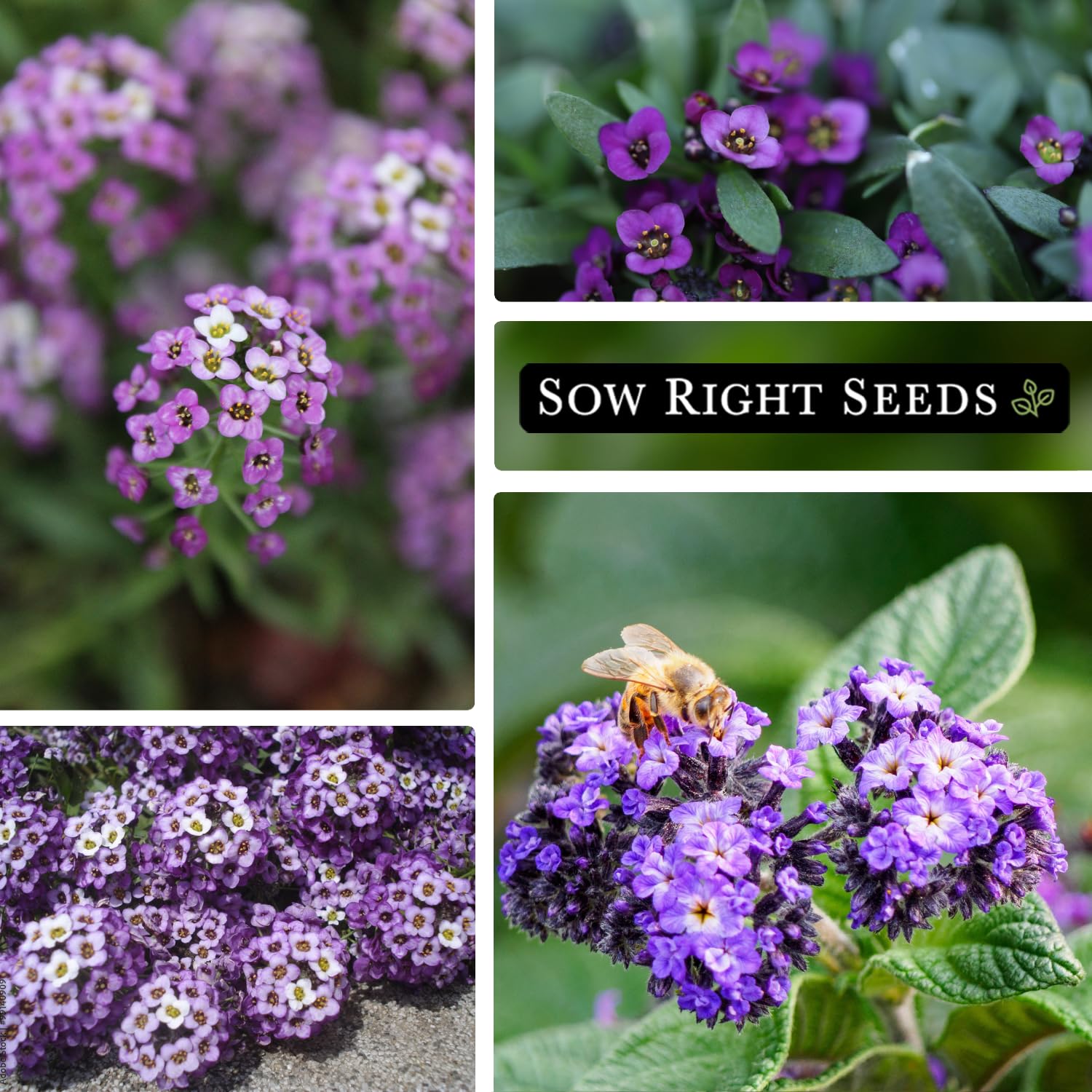 Sow Right Seeds spacing diagram highlights 6-8 inch bed spacing.