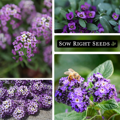 Sow Right Seeds spacing diagram highlights 6-8 inch bed spacing.