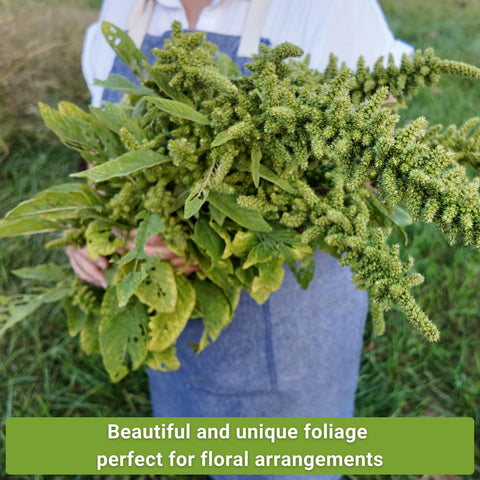 Sow Right Seeds amaranth foliage and flowers for versatile bouquets and greens.
