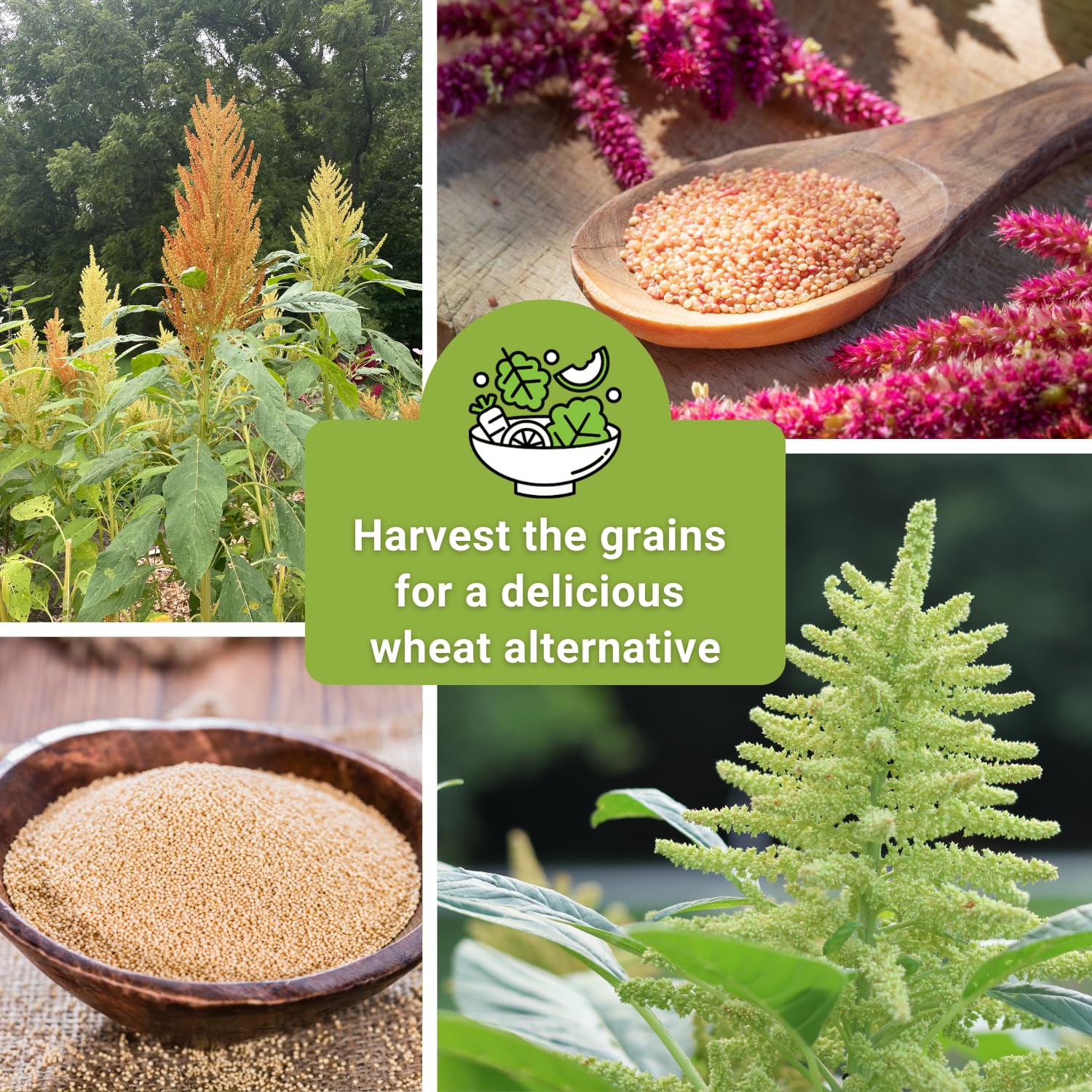Sow Right Seeds amaranth grain heads ready for harvest or wildlife feed.
