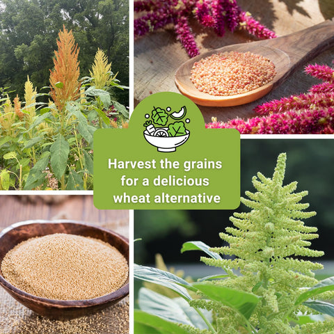 Sow Right Seeds amaranth grain heads ready for harvest or wildlife feed.