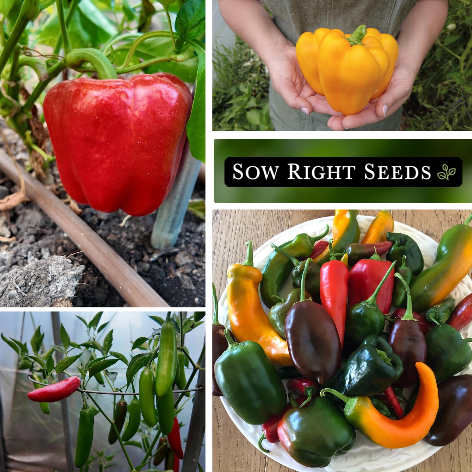 Sow Right Seeds Anaheim, Jalapeño, Cayenne, and Serrano packets for flavorful heat