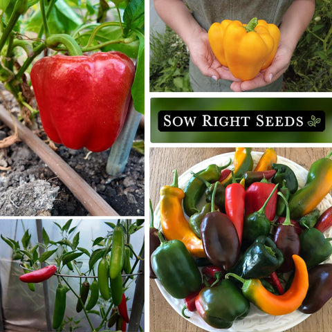 Sow Right Seeds Anaheim, Jalapeño, Cayenne, and Serrano packets for flavorful heat