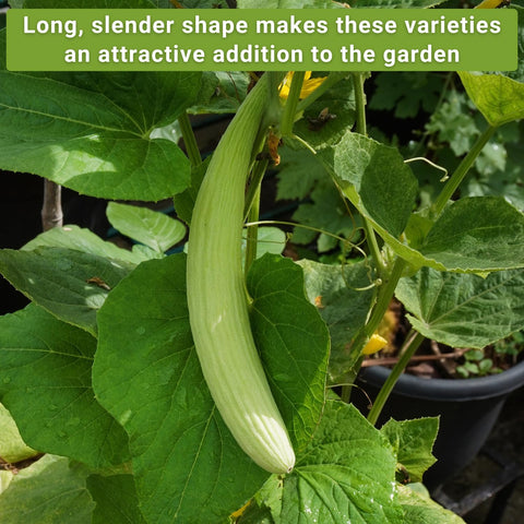 Sow Right Seeds Armenian yard long cucumber plants growing in a sunlit garden.