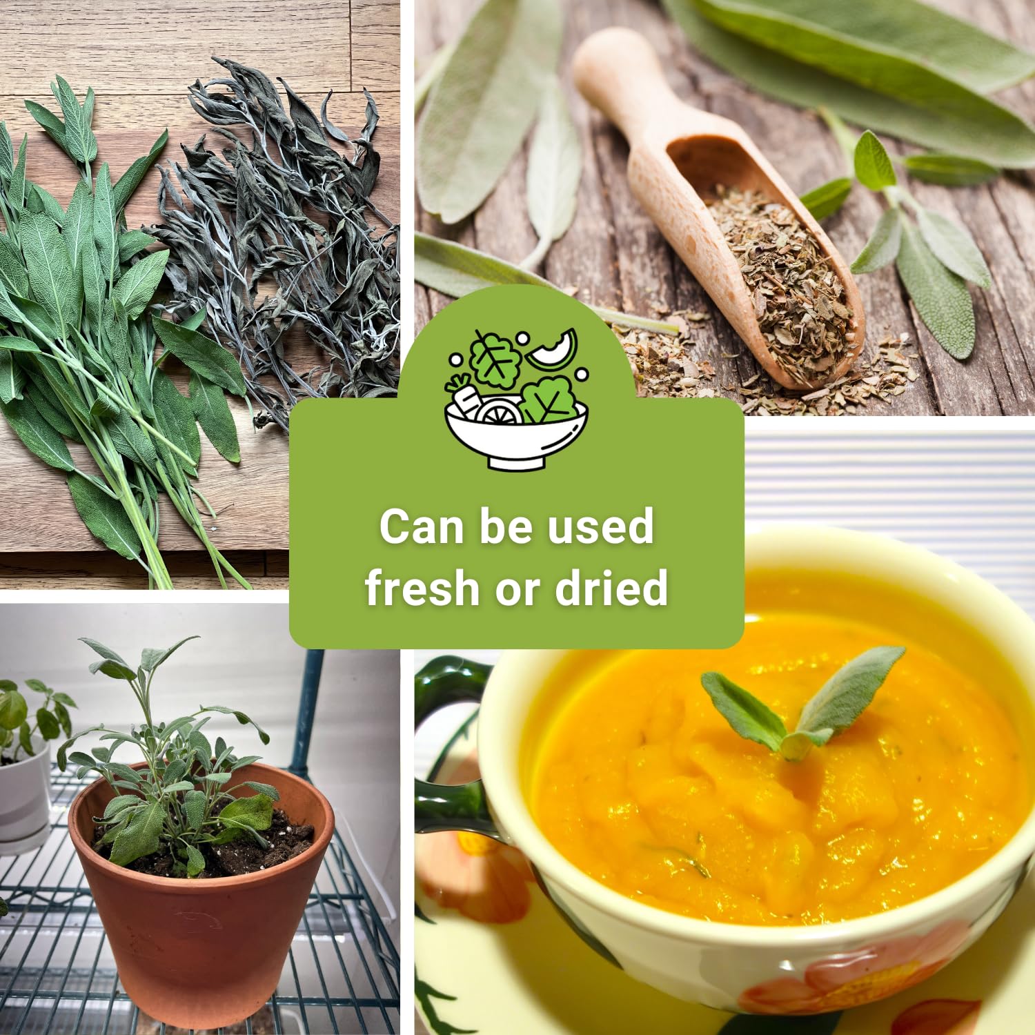 Sow Right Seeds aromatic herb garden setup featuring diverse sage varieties