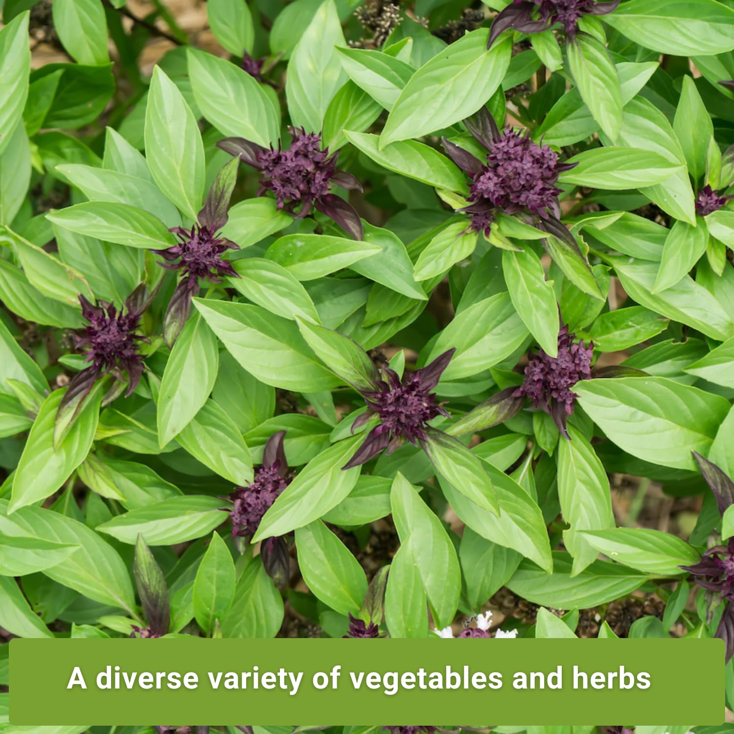 Sow Right Seeds Chinese Celery seed packet for aromatic soups.