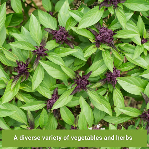 Sow Right Seeds Chinese Celery seed packet for aromatic soups.