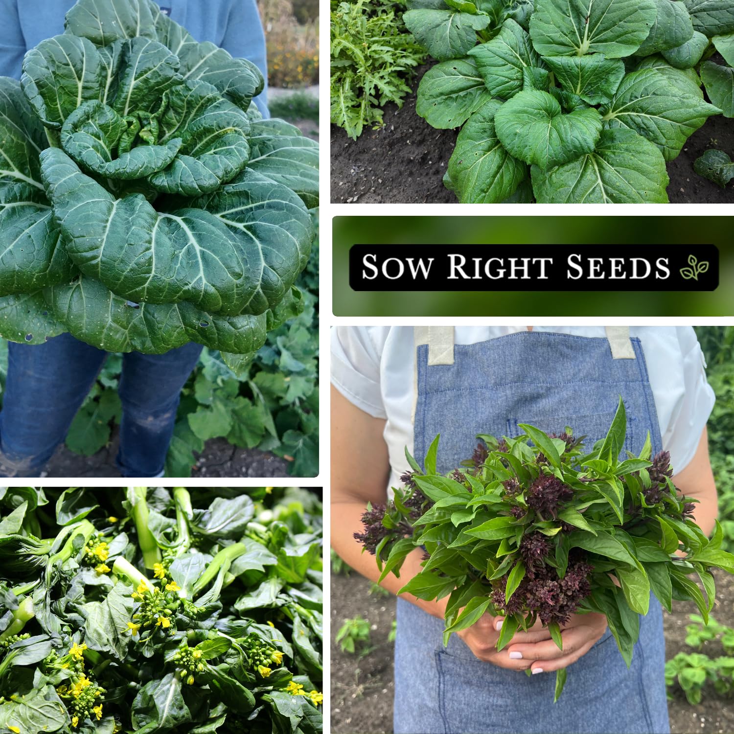 Sow Right Seeds Tat Soi Black Knight seed packet for tender greens.