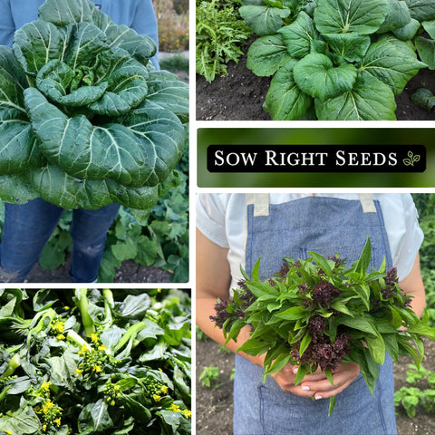 Sow Right Seeds Tat Soi Black Knight seed packet for tender greens.