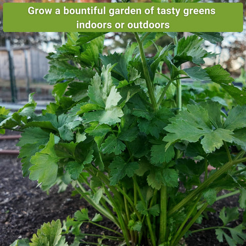Sow Right Seeds Yu Choy Sum seed packet for wok-ready greens.